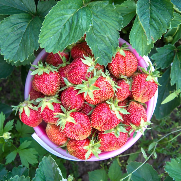 Eimer Erdbeeren schließen