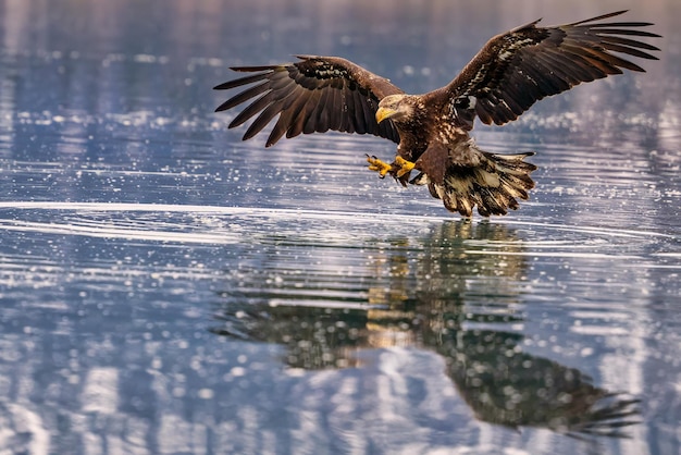 Ein Adler, der mit ausgebreiteten Flügeln aus dem Wasser steigt
