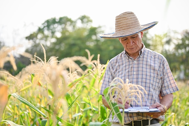Ein älterer asiatischer männlicher Bauer, der etwas auf ein Klemmbrettpapier schreibt, das in seinem Maisfeld arbeitet