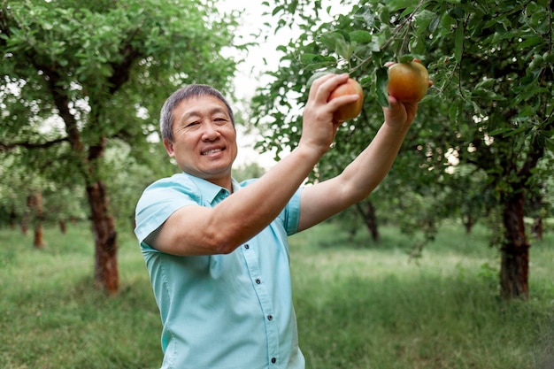 Ein älterer asiatischer Rentner pflückt reife Äpfel vom Baum im Garten. Ein koreanischer Mann überprüft die Obsternte.