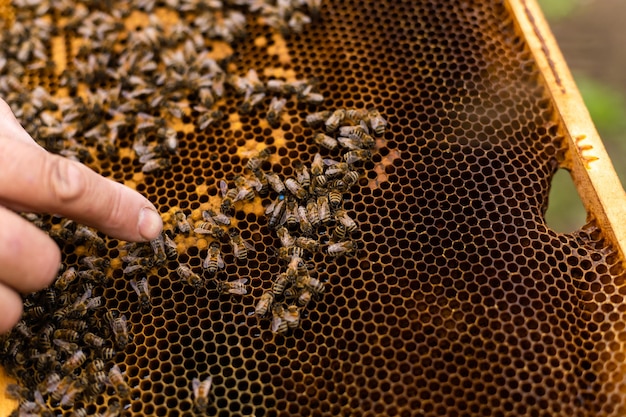 Ein älterer Imker untersucht die Rahmen mit Bienen in der Nähe der Bienenstöcke.