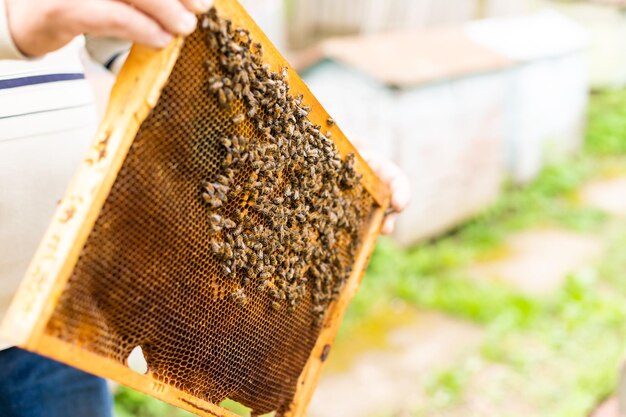 Ein älterer Imker untersucht die Rahmen mit Bienen in der Nähe der Bienenstöcke.