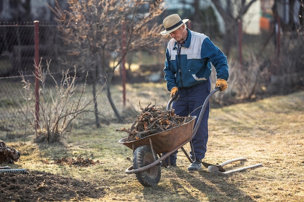 Ein älterer männlicher Bauer reinigt den Garten, nachdem er einen alten Obstbaum ausgegraben hat, der die Wurzeln auf einer Schubkarre wiegt