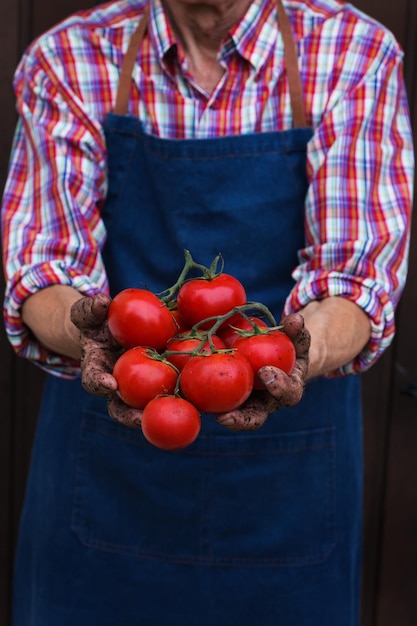 Ein älterer Mann, ein Landwirt, der die Ernte von Bio-Tomaten hält