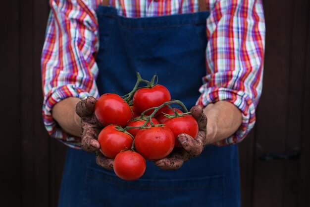 Ein älterer Mann, ein Landwirt, der die Ernte von Bio-Tomaten hält