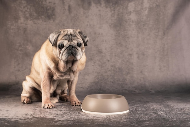 Foto ein älterer mops und eine schüssel auf einem grauen hintergrund