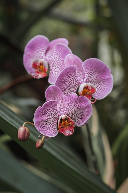 Ein ästhetisches rosa Orchideenblumenfoto mit unscharfem Hintergrund
