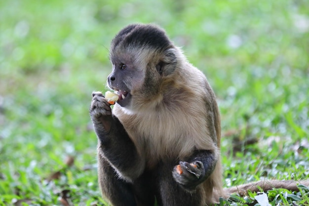 Ein Affe, der in Costa Rica einen Apfel isst