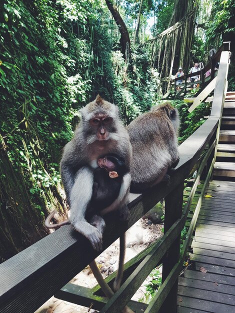 Foto ein affe entspannt sich auf einem geländer gegen bäume