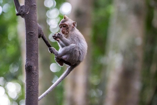 Ein Affe im Wald