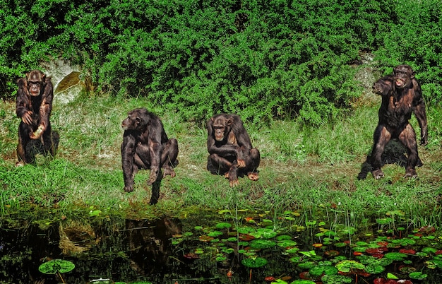 Foto ein affe im wald