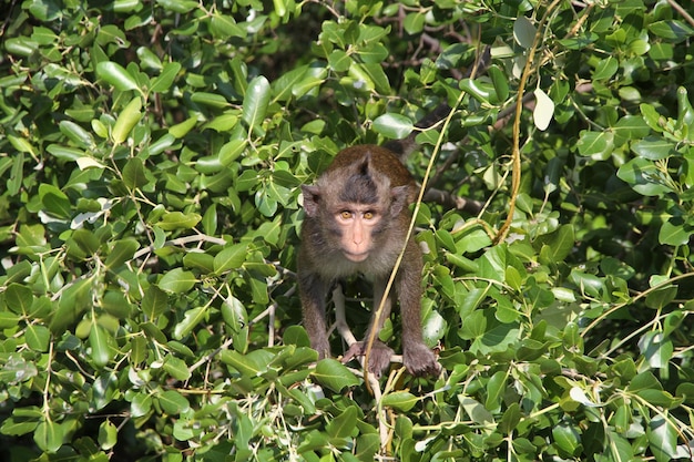 Foto ein affe im wald