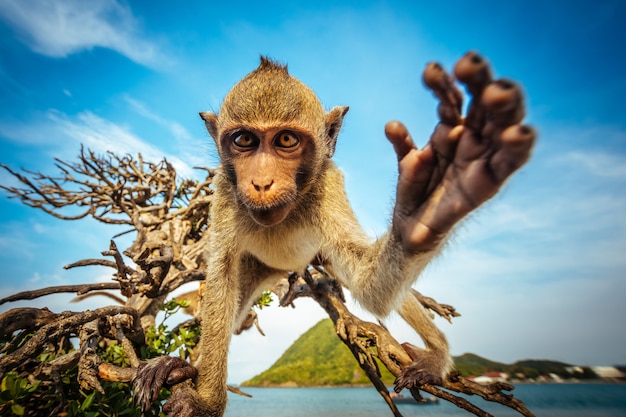 Foto ein affe in freier wildbahn