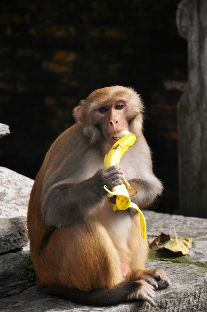 Ein Affe isst Bananen im Tempel