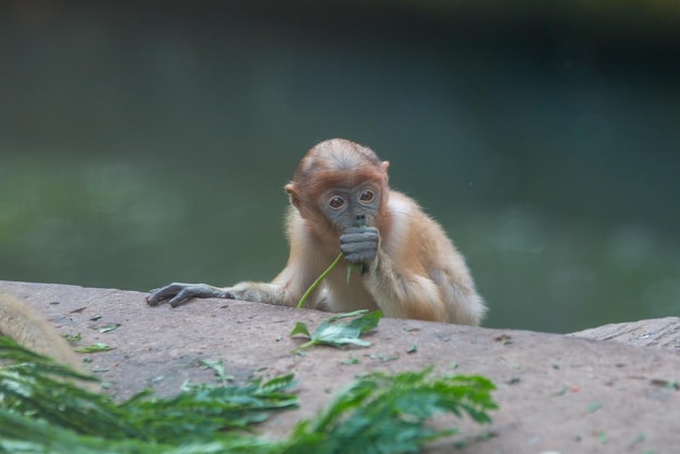 Ein Affe isst eine Pflanze, während er auf einem Felsen im Wald sitzt