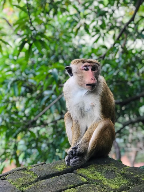 Foto ein affe sitzt auf einem baum