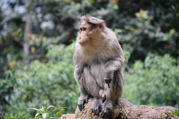 Ein Affe sitzt auf einem Baumstamm im Wald