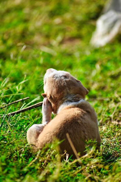 Foto ein affe sitzt auf einem feld