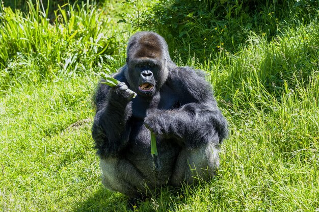 Ein Affe sitzt auf einem grasbewachsenen Feld