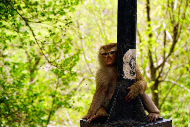 Foto ein affe sitzt in einem wald.