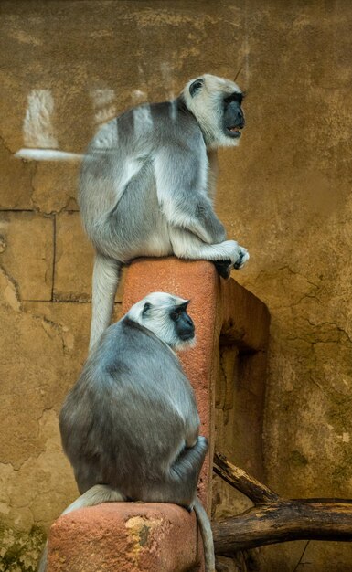 Foto ein affe sitzt in einem zoo