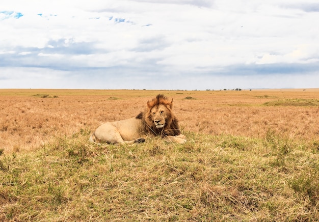 Ein afrikanischer Löwe ruht auf einem Hügel Masai Mara Kenia Afrika