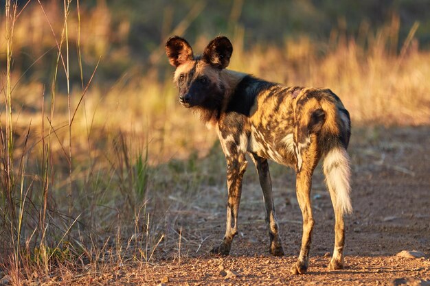 Foto ein afrikanischer wildhund im kafue-nationalpark