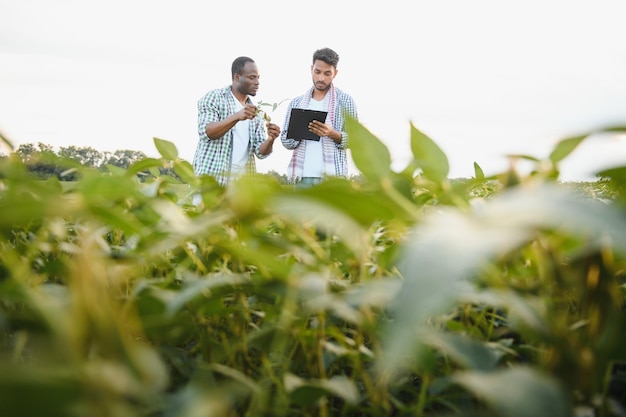 Ein afroamerikanischer Bauer und ein indischer Geschäftsmann diskutieren auf einem Sojabohnenfeld über den Verkauf von Sojabohnen