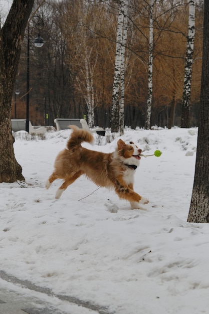 Ein aktiver und energischer Hund spielt Ball auf einem Schnuraussie mit einem langen, flauschigen Schwanz