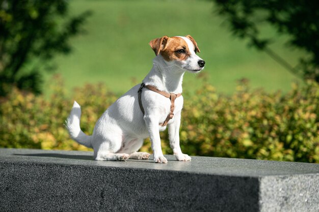 Ein aktiver welpe von jack-russell-terrier-hund, der im freien spazieren geht konzept des aktionstierarztes
