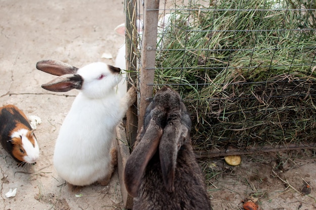 Ein Albino-Kaninchen mit roten Augen, ein braun-schwarzes Meerschweinchen und ein graues Kaninchen fressen trockenes Gras aus einem Käfig