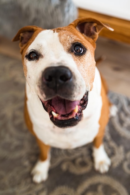 Ein alter Amstaff-Terrier sitzt und schaut auf in Richtung Kamera