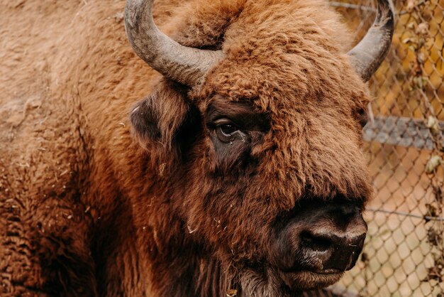 ein alter Bison im Wald