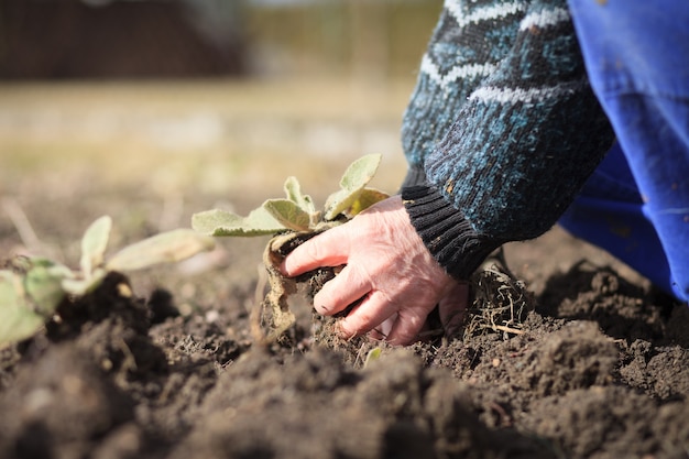 Ein alter Hase eines aktiven Senioren, der Unkraut aus seinem riesigen botanischen Garten entfernt; Clearing; richtig machen; harte Arbeit