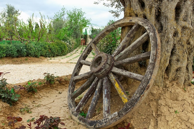 Ein alter historischer Wald, ein antikes hölzernes Wagenrad, das sich an einen alten, enormen Olivenbaum lehnt, Himmel