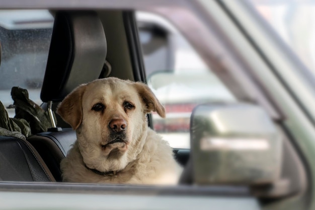 Ein alter Labrador-Retriever-Hund sieht einen Mann durch ein Autofenster an, der Reisende ist ein Freund des Menschen