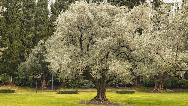 Ein alter Olivenbaum auf einem grünen Rasen