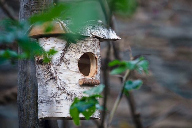 Ein altes hölzernes Vogelhaus auf einem Baum in einer Parkanlage Ein einfaches Design eines Vogelhauses aus Birkenstämmen auf einem Baum