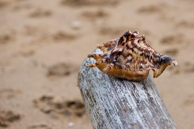 Ein altes Shell-Makro am Sandstrand