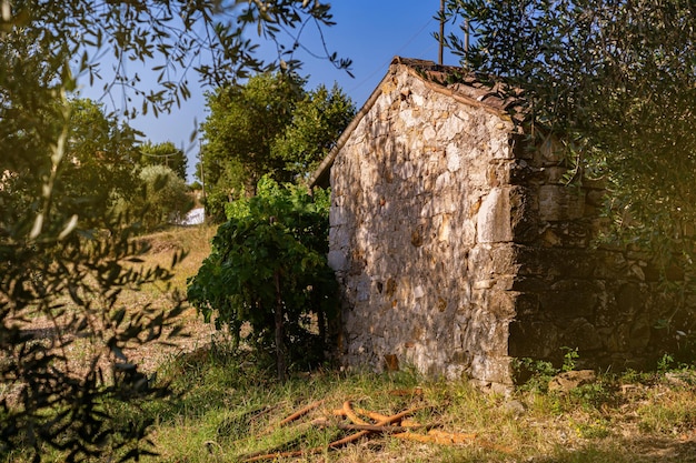 Ein altes Srai-Steinhaus für landwirtschaftliche Werkzeuge zwischen Olivenbäumen und Weinbergen Sommer im Süden Italiens Ländliche Landschaft