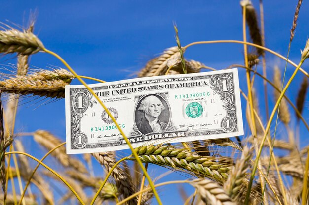 Ein amerikanischer Dollar auf blauem sonnigem Himmel und Weizenähren, Nahaufnahme in der Natur, landwirtschaftliches Geschäftskonzept