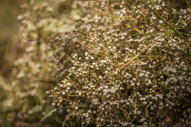 ein anderes Bild des wilden Grases mit bokeh Hintergrund