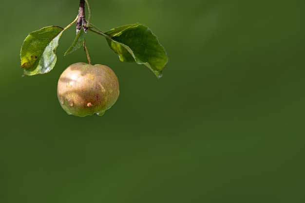 Ein Apfel hängt an einem Ast auf grünem, verschwommenem Hintergrund. Es gibt Platz für Text