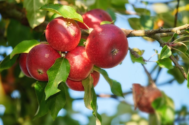 Ein Apfel pro Tag hält den Arzt fern Noch nie sah das Apfelpflücken so verlockend aus wie eine wirklich gesunde und verlockende Leckerei