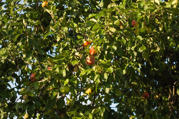 Ein Apfelbaum in der Sonne