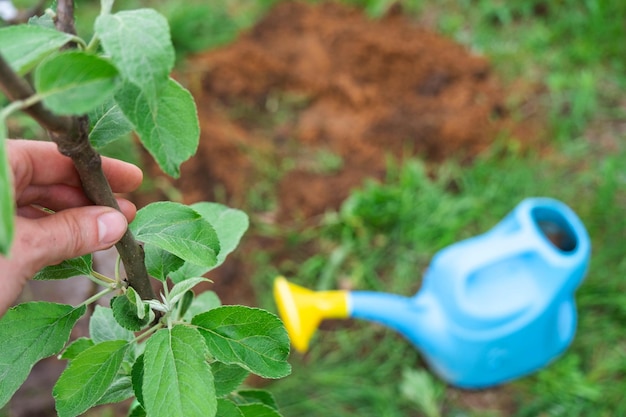 Ein Apfelbaumsämling im Garten wird für die Pflanzung im Freiland vorbereitet. Obstbaum aus der Gärtnerei, die auf Ihrem Grundstück Bio-Früchte anbaut