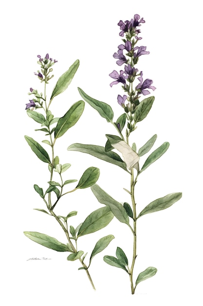 Ein Aquarell von Lavendelblumen mit dem Titel "Lavendel"