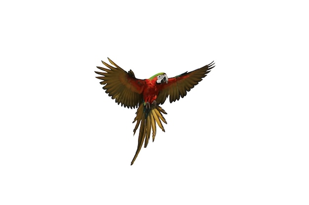 Ein Ara-Papagei im Flug isoliert weißen Hintergrund