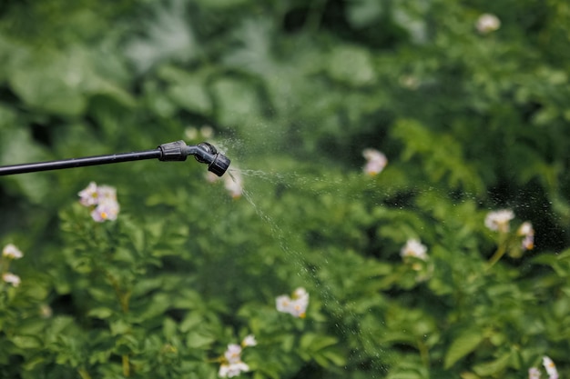 Ein Arbeiter sprüht Pestizide auf grüne Blätter von Kartoffeln und verschiedenen Gartenpflanzen im Freien Schädlingsbekämpfung