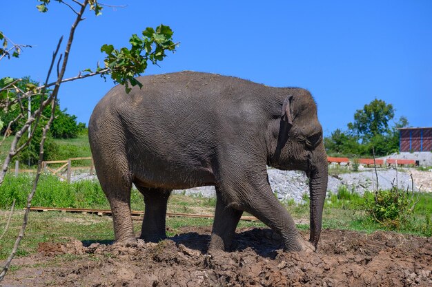 Ein asiatischer Elefant steht im Schlamm unter einem blauen Sommerhimmel.